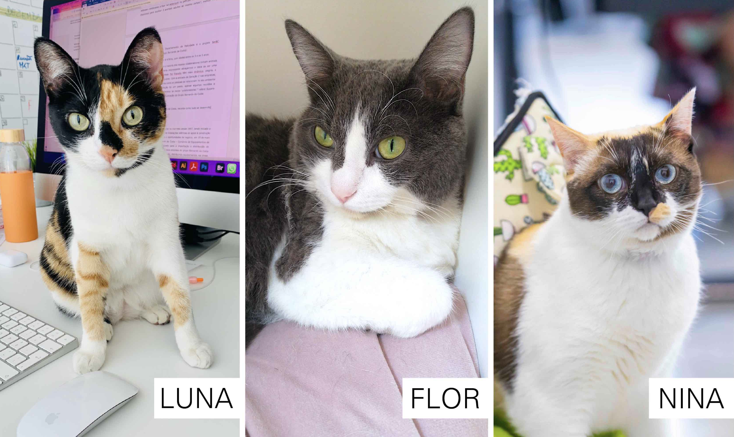 Grupo Bernardo da Costa adota 3 gatinhas para viverem nas suas instalações
